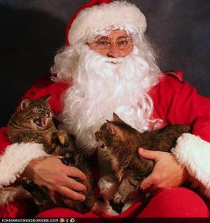 two cats hissing on Santa's lap