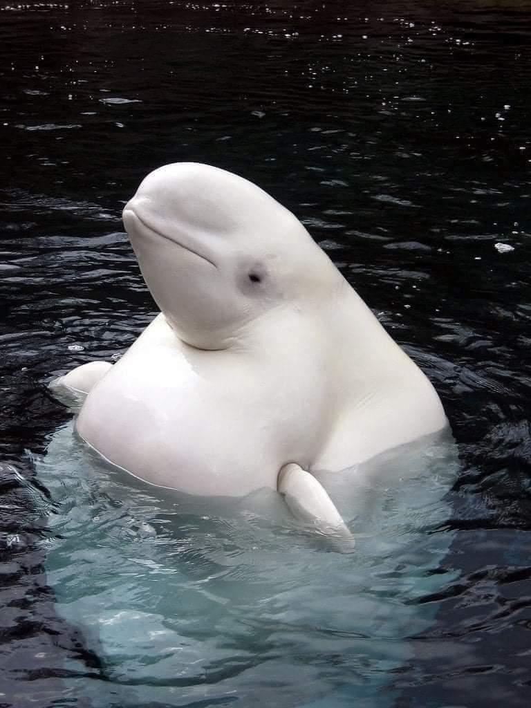 Enormously pregnant beluga whale pops her head up while her large body remains underwater