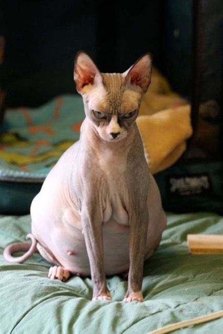 Very pregnant hairless cat glares at the camera with a look of utter disapproval 