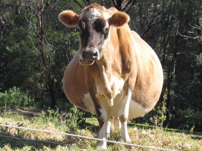 Very pregnant brown and white cow stands in a grassy field chewing cud