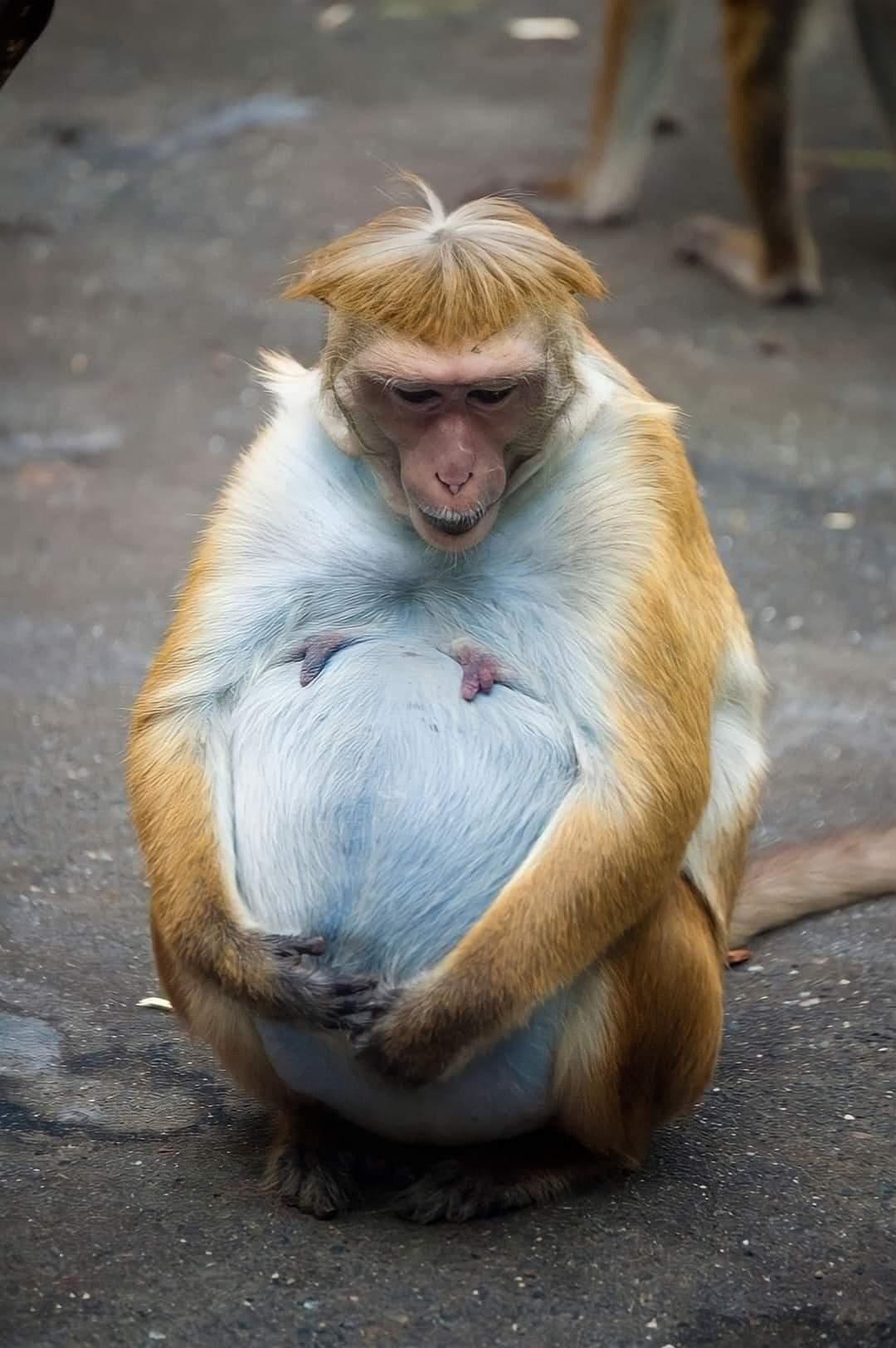 Pregnant monkey holds her very round belly with her hands.