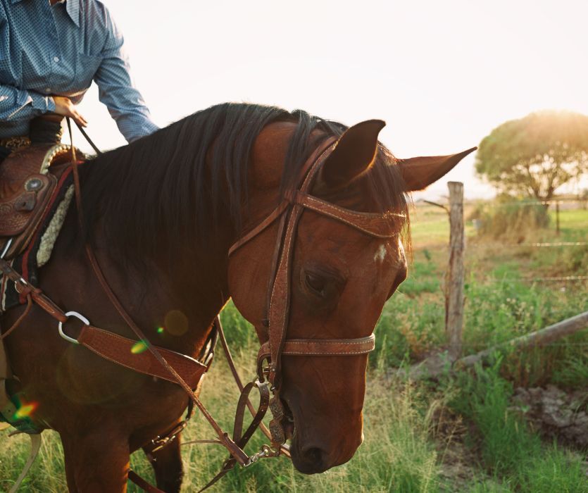 Is Horseback Riding During Pregnancy Safe?